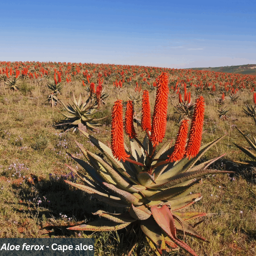 South African Plant Species With Traditional Medicinal Uses Apex South African Plant Species With Traditional Medicinal Uses Apex