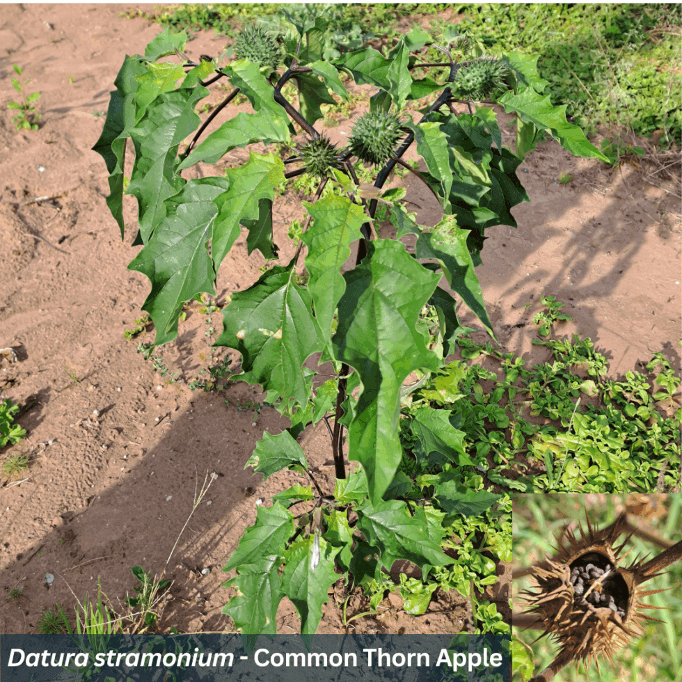South African Plant Species With Traditional Medicinal Uses Apex South African Plant Species With Traditional Medicinal Uses Apex