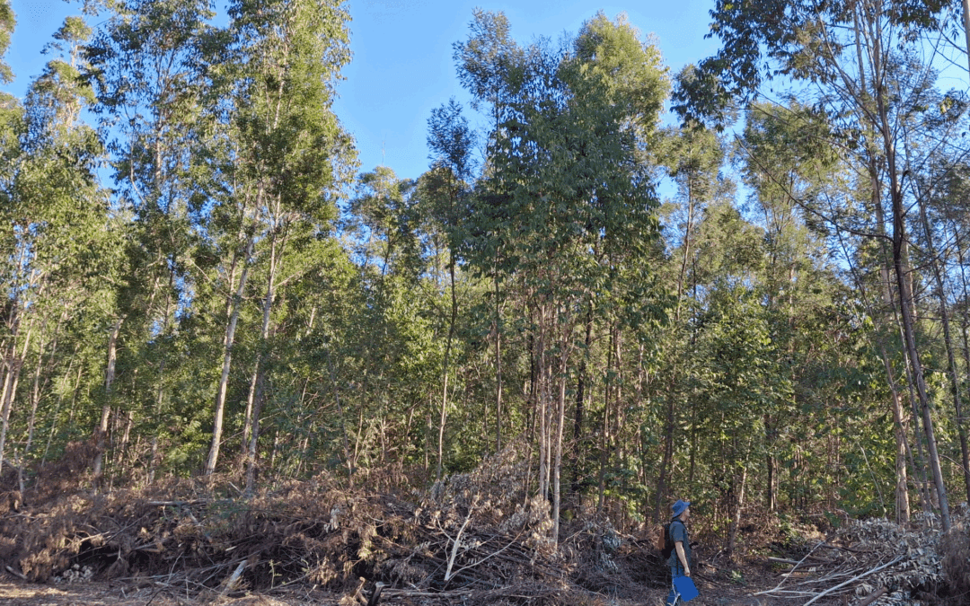 Invasive Alien Species Monitoring, Control and Eradication Plans for SANRAL properties, firebreaks and road reserves