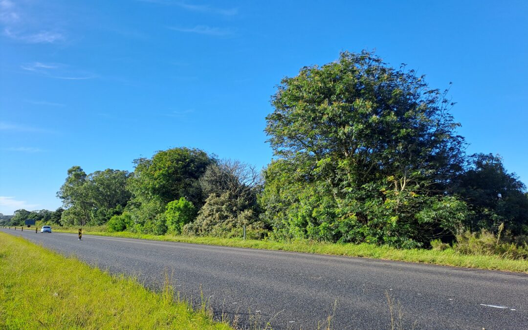 Environmental Management Plans for invasive alien species control on SANRAL properties, firebreaks and road reserves