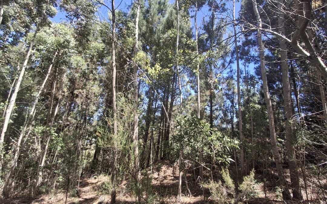 Invasive Alien Species Monitoring, Control and Eradication Plan for a private landowner in Knysna