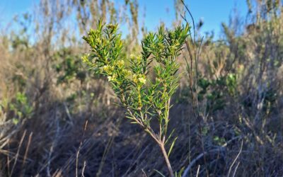 Diosma Nature Reserve: Protected Area Management Plan for Mossel Bay Municipaltiy