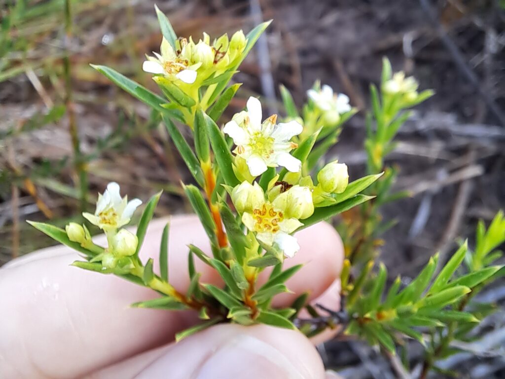 Diosma aristata