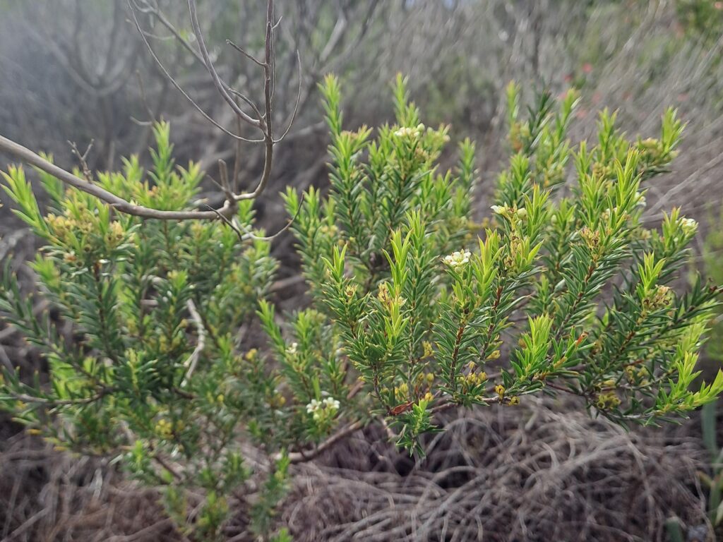 Critically endangered Diosma aristata