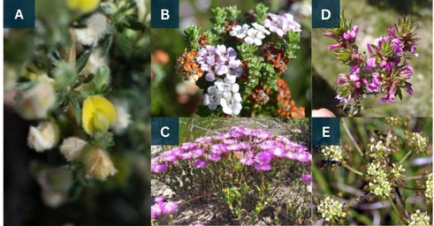 Endangered species in Diosma Nature Reserve